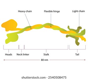 Struktur eines Kinesin-Moleküls, das aus zwei schweren Ketten besteht, die einander umhüllen, um einen einzigen, gemeinsamen Stängel zu bilden, und zwei leichten Ketten, die mit den kugelförmigen Enden verbunden sind