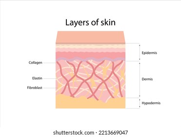 The Structure And Layers Of The Skin. Epidermis, Dermis, Hypodermis, Collagen, Elastin, Fibroblast.