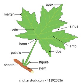 Structure of a leaf for elementary education. 