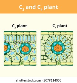 The structure of leaves of C3 and C4 plants in biology