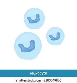 Structure Leukocyte White Blood Cell Immunity Stock Vector (Royalty ...