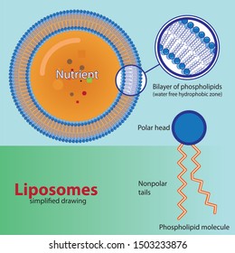 Struktur der liposomen vereinfachten Zeichnung