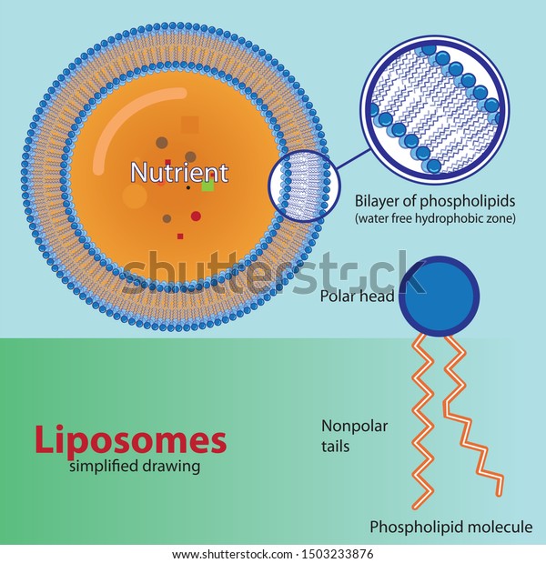 Structure Liposome Simplified Drawing Stock Vector (Royalty Free ...