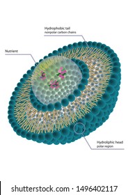 Structure of liposome, vector educate illustration