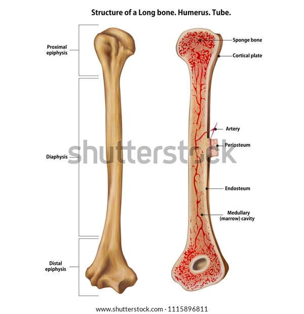 Structure Long Bone Humerus Tube Stock Vector Royalty Free 1115896811