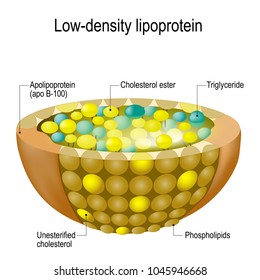 Structure of Low-density lipoprotein (LDL): apolipoprotein (apo B-100), cholesterol ester, triglyceride, unesterified cholesterol, phospholipids. bad cholesterol