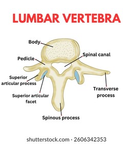 structure of lumbar vertebra DIAGRAM USEFUL FOR MBBS STUDENTS BIOLOGY educational poster