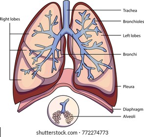 The structure of a lung with labeled parts. Biology vector illustration