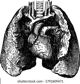 Structure of the Lungs its function is the process of gas exchange called respiration, vintage line drawing or engraving illustration.