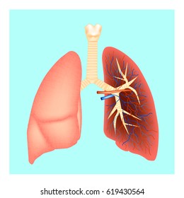 Structure of the lungs. Human anatomy. Vector illustration