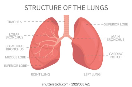 Structure Lungs Medical Structure Lungs Illustration Stock Vector ...