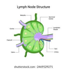 Structure of lymph node diseases