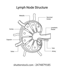 Structure of lymph node diseases in line style