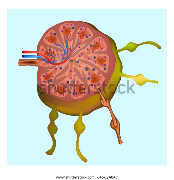 Structure Lymph Node Lymphatic System Stock Vector (Royalty Free ...