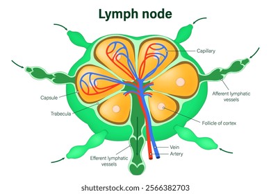 Structure of lymph node vetor. Afferent and efferent vessels.