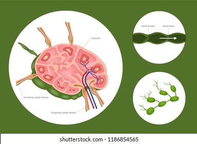 Structure Lymph Nodes System Vector Stock Vector (Royalty Free ...