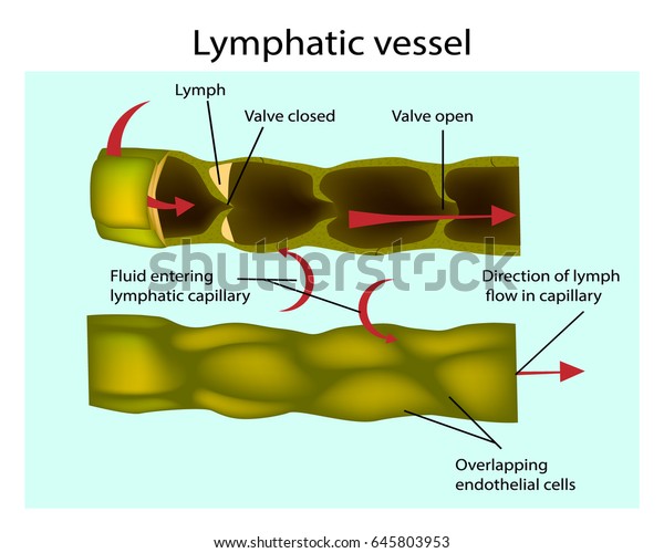 Structure Lymphatic Vessels Longitudinal Section Lymph Stock Vector ...