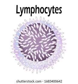 The structure of the lymphocyte. Lymphocytes blood cell. White blood cell immunity. Leukocyte. Infographics. Vector illustration on isolated background.