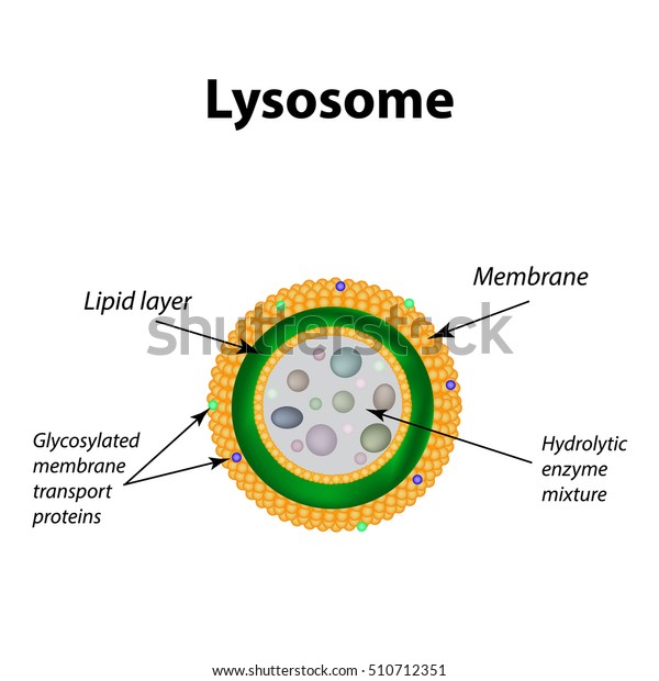 Structure Lysosomes Infographics Vector Illustration On Stock Vector Royalty Free 510712351