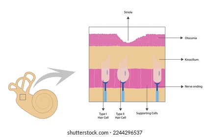 Structure of the macula of utricle and saccule in the vestibule.