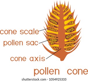 Structure of male pollen cone of pine with titles