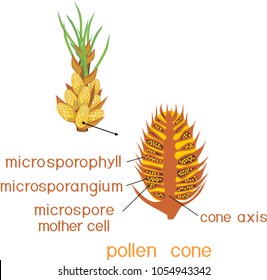 Structure of male pollen cone of pine with titles