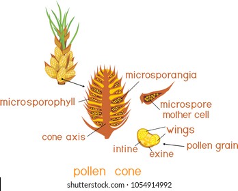 Structure of male pollen cone of Pinus and yellow pollen grain with titles