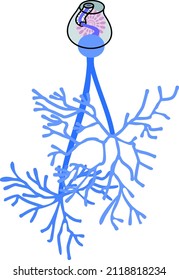 Structure of male reproductive system of Sheep liver fluke (Fasciola hepatica) isolated on white background