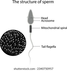 Structure of male sperm. The structure of the sperm