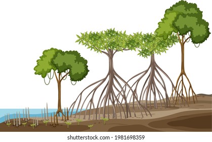 Structure of mangrove forest on white background illustration