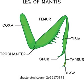 Structure of mantis leg for biology lesson