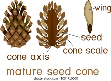 Structure of mature seed cone of pine in section with titles