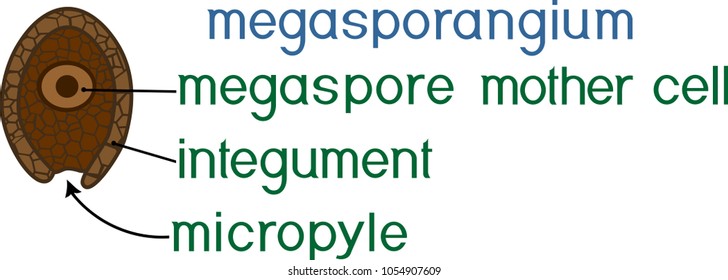 Structure of megasporangium of gymnosperm plant with titles