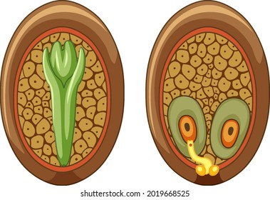 Structure of megasporangium in gymnosperms illustration