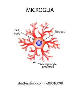 The structure of microglia. Neuron. Nerve cell. Infographics. Vector illustration on isolated background