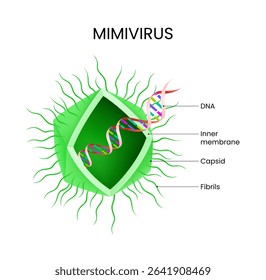 Structure of Mimivirus Detailed Diagram