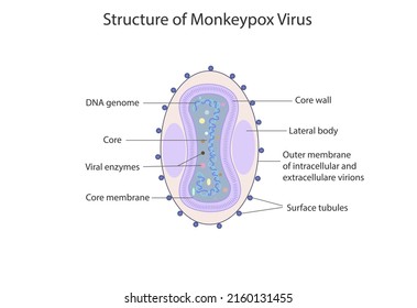 Structure of Minkeypox virus, vector, illusttration