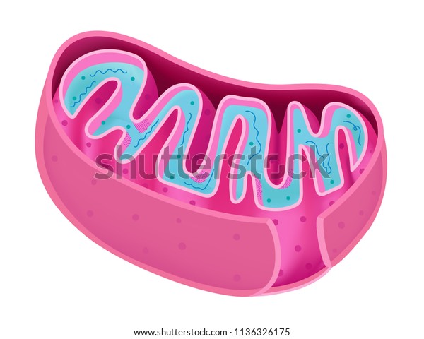 Structure Mitochondria Stock Vector (Royalty Free) 1136326175 ...