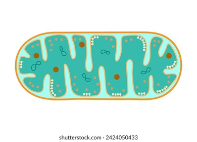 The structure of mitochondria. Mitochondria on a white background.