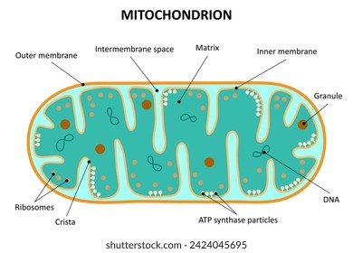 La estructura de mitocondrión. Diagrama.