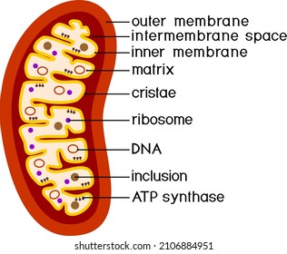 Structure of mitochondrion isolated on white background