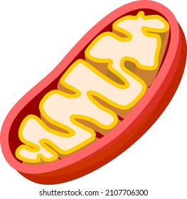 Estructura de mitocondrión aislada sobre fondo blanco