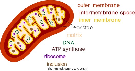 226 Micro schema Images, Stock Photos & Vectors | Shutterstock