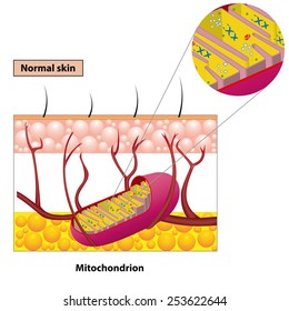 Structure mitochondrion organelle found in most eukaryotic cells vector diagram