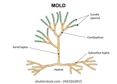 The structure of mold.  Diagram. Fungus.