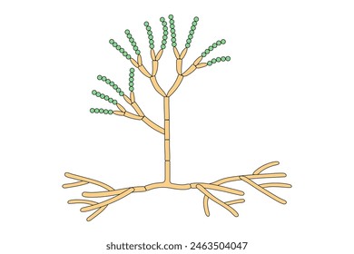 The structure of mold. Fungus.