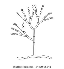 The structure of mold. Fungus. Diagram.