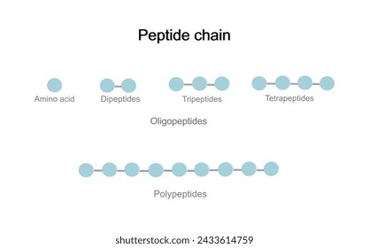 The structure molecule of peptide chain that contains the molecule of amino acid and peptide bond: Dipeptide, Tripeptides, Tetrapeptides and polypeptides.