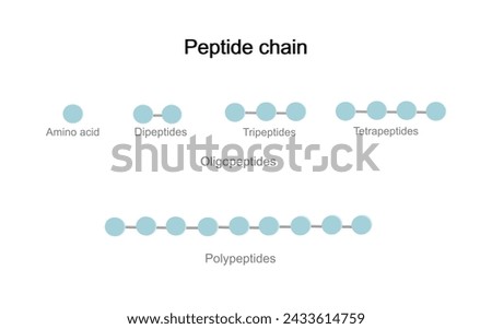 The structure molecule of peptide chain that contains the molecule of amino acid and peptide bond: Dipeptide, Tripeptides, Tetrapeptides and polypeptides.