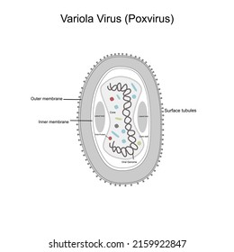 The Structure Molecule Of Variola Virus Or Poxvirus (Orthopoxvirus):  Outer And Inner Membrane, Surface Tubules, Lateral Body, Core And Core Wall, Viral Genome And Protein